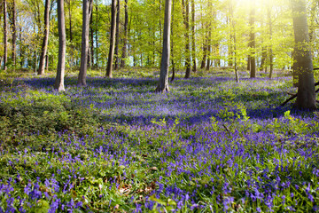 Bluebell woods. Woodland with bluebells.