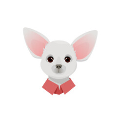 White chihuahua with shirt collar