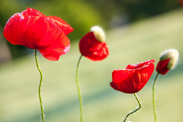 Poppy flowers in spring, may