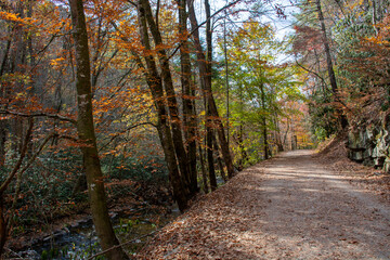 Bright fall colors on a hiking trail in North Carolina