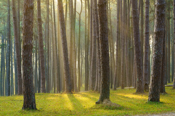 Beautiful pine forest at Suan Son Bor Kaew, Hot District, Chiang Mai Province, Thailand.	