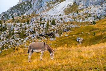 Fototapeta Donkey with baby eating grass on sloping meadows of Alps and uniting with mountain nature. Animals grazing on hillside meadow pasture obraz
