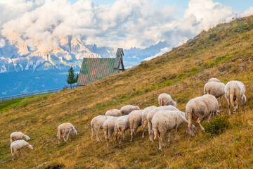 Fototapeta Flock of fluffy sheep grazes on pasture in scenic Alpine mountains. Hungry domestic animals eat yellowed grass on slopes near small village obraz