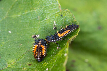 Larva of a Harlequin ladybug beetle, Harmonia axyridis, eating a larva about to change to pupa stage of the same species