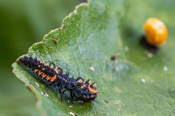 Larva of a Harlequin ladybug beetle, Harmonia axyridis, eating a larva about to change to pupa stage of the same species