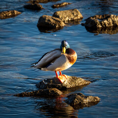 Sunset Mallard