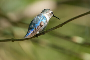 hummingbird