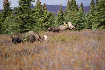 Obraz premium Moose Bull in National park Denali in Alaska