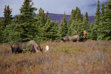 Bull Moose in National park Denali in Alaska