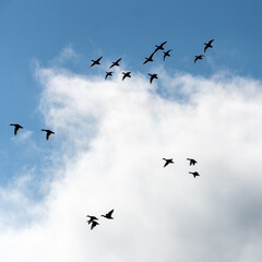 Ducks from Heaven