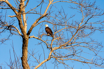 Tappahannock, Virginia, USA:   A bald eagle perched in a tree.