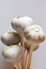 close-up of a bunch of garlic