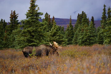 Fototapeta na wymiar Moose Bull in National park Denali in Alaska