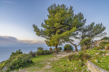 Paysage de montagne sur la Côte d'Azur avec des pins