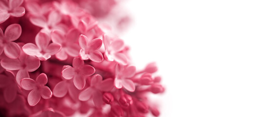 Floral magenta background with lilac flowers macro, soft selective focus, copy space