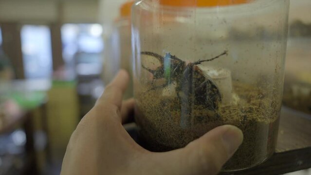 This video shows a hand turning a breeding container with a large beetle in it.