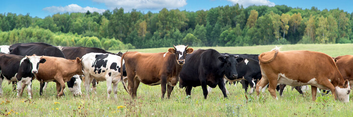 Naklejka na ściany i meble Banner, extra wide format. A herd of cows graze on a field in a village, pasture