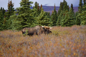 Bull Moose in National park Denali in Alaska
