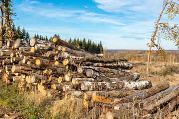 Holzstoß an einer abgeholzten Waldfläche