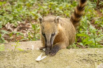 Naklejka premium quati de perto