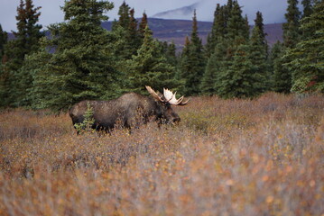 Fototapeta na wymiar Bull Moose in national park in Alaska
