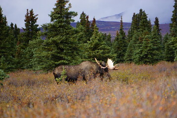 bull moose in national park Denali in Alaska