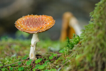 mushroom in the forest