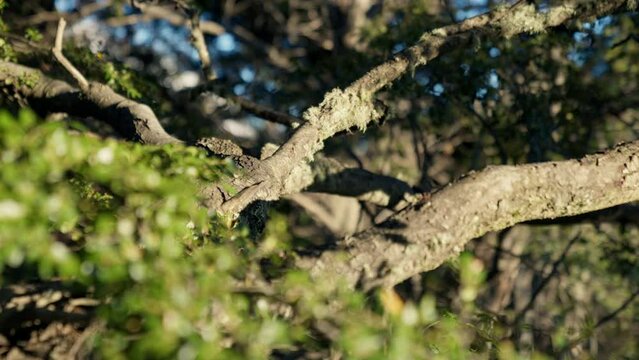Close-up Shot Of Tree Banches In A Forest
