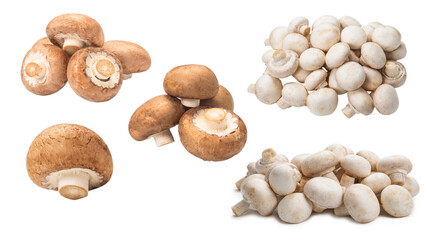 Tasty mushroom isolated on white background.