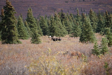Moose Bull in National park Denali in Alaska