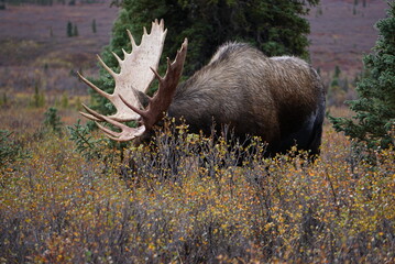 Moose bull in national park Denali in Alaska