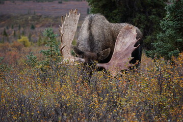 Fototapeta na wymiar Bull Moose in National park Denali in Alaska