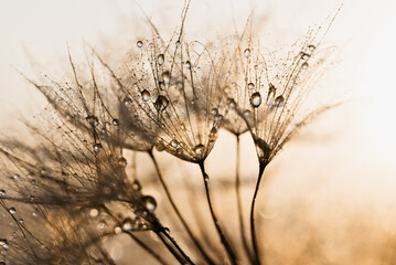 Macro nature. Beautiful dew drops on dandelion seed macro. Beautiful soft sunset background. Water...