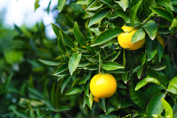 two oranges on the branches of a green garden