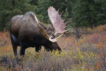 Bull Moose in National park Denali in Alaska
