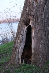 Large hollow in a tree. forest landscape
