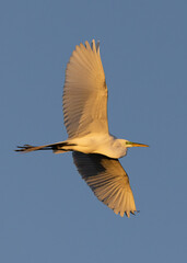 great egret soaring