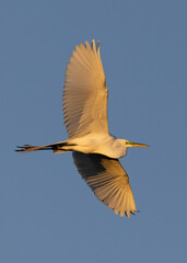 Obraz premium great egret soaring