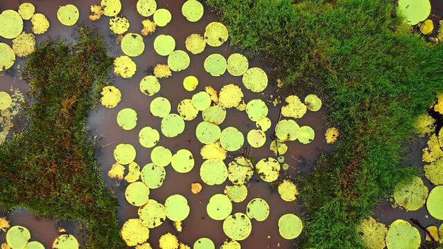 Aerial drone overhead shot of leaves resting on water in a jungle environment of the Peruvian Amazon jungle
