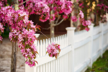 Branches of lushly blooming spring trees with pink flowers and a cute white fence.