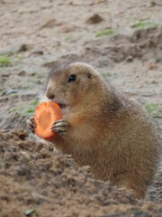 prairie dog eating