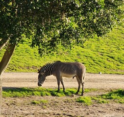 zebra in the wild