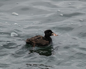 A female surf scoter in the water