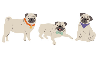 Pug dogs in poses. Puppies in different varieties of accessories color set. Vector illustration.