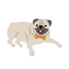 Obraz na płótnie Canvas Cute pug dog in bow tie on white background. Card, t-shirt composition, hand drawn style print. Vector illustration.