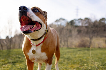 Happy and active dog outdoors in the grass on a sunny day. Staffordshire terrier dog with a happy muzzle walk  in nature. Happy dog. Walk with the dog.