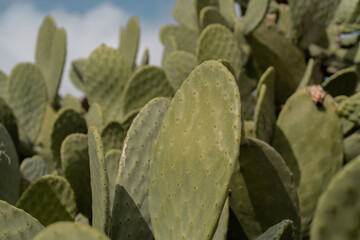 A bush of prickly pear cactus with a blue sky as background