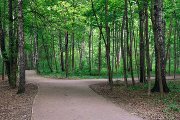 Obraz premium Forking path between green deciduous trees in the park. Summer landscape.