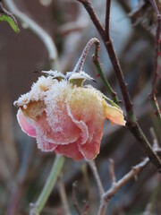 Fototapeta premium Frozen rose 