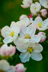 Blooming apple tree. White-pink flowers in spring